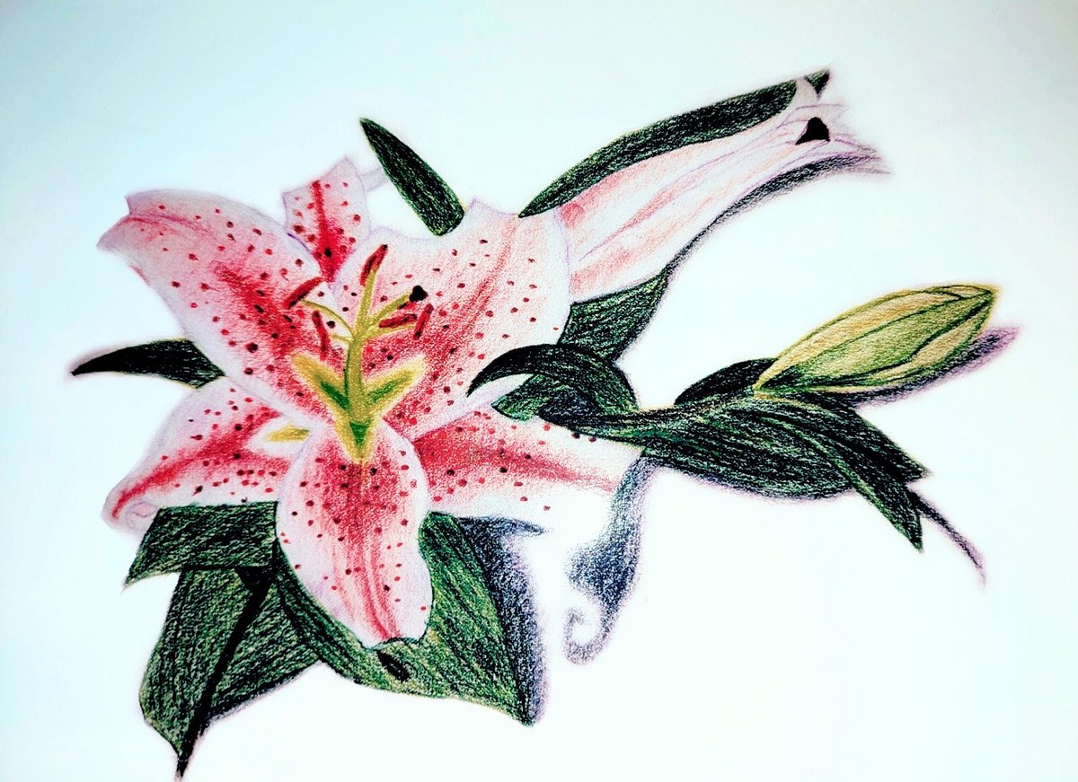Stargazer Lily: Botanical Anatomy
